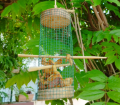 Ocells i insectes al pati!